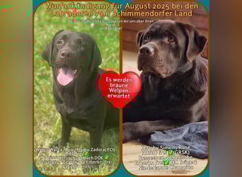 Wurfankündigung für August von reinrassig braunen Labrador Retrieverwelpen mit AT