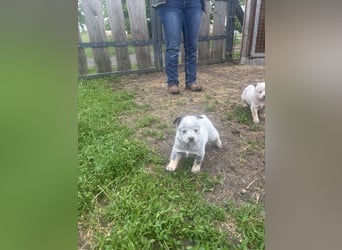 Australian Cattle Dog Rüde
