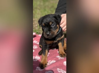 Reinrassige Rottweiler Welpen , Sportliche leistung Zucht
