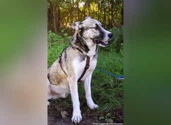 Akela - möchte gemeinsam wachsen!
