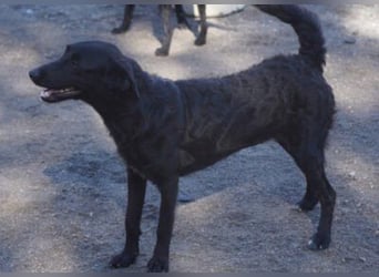 Sweet Coco: offenes, junges, verspieltes Hundemädl