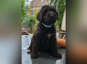 Portugiesischer Wasserhund-Welpe aus der Welpenkrippe®
