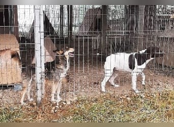 Betty ist eine fröhliche Deutsch Kurzhaar Hündin