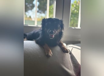Isabel, sucht ein liebevolles Zuhause