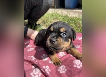 Reinrassige Rottweiler Welpen , Sportliche leistung Zucht