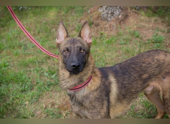 Chip 231769: Sucht ein Zuhause