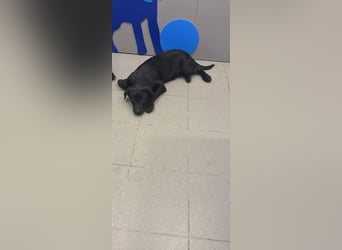 Süßer "Zayco" sucht noch sein Plätzchen