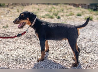 Junghündin, Welpe, Deutscher Jagdterrier Hündin Honey Pie sucht....