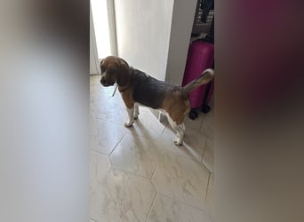 Beagle Mix HUGO (2 Jahre alt) sucht eine Familie!