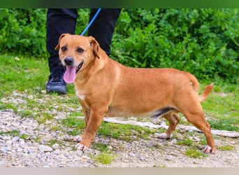 Albu, Mix Dackel / Pinscher, lieb und verträglich