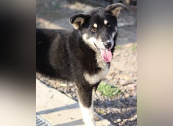 Husky-Mix ♥Khan♥ fit, freundlich und klug