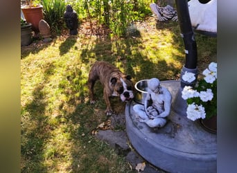  Heidi – kleine English Bulldog-Lady sucht Rasseliebhaber