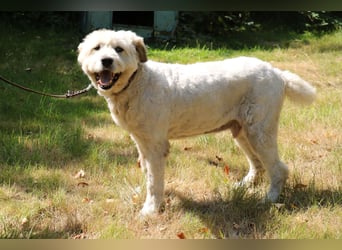 Charlie ist ein absolut liebenswerter rumänischer Schäferhund