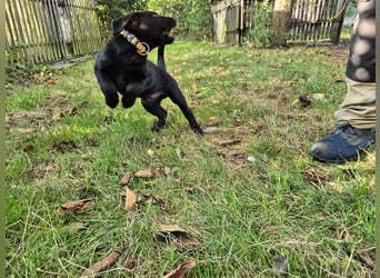 Aussiedor Welpen, Aussiedore suchen ihr Zuhause, Labrador x Australien Shepard