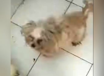 Snoopy - freundlicher, aktiver, verspielter Maltester-Mix Rüde / ab 10.05.25 auf PS in Brakel