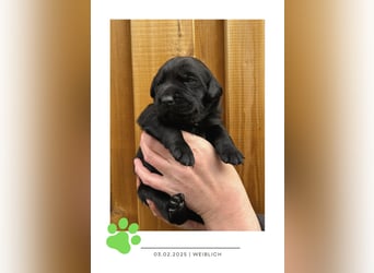Wunderschöner Golden Retriever - Labrador Mix Welpe