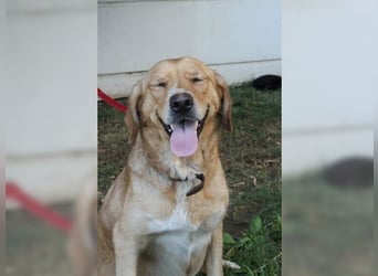 Joy, liebevolle Labrador Mischlingshündin