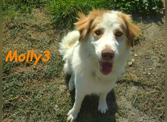 Molly3 geb. 05/2022 (GRC) - neugierige, aufgeschlossene und verschmuste hübsche Hündin!