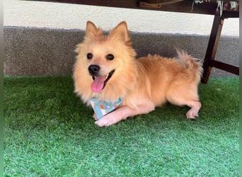 Biscuit SR – junger Herzensbrecher sucht liebevolles Zuhause
