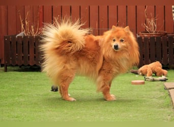 Balu SR – Schatz sucht Ruhe