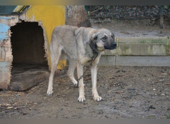 „Sally“, Kangal-Mixhündin, ca. 2022/2023 geboren, ruhig, zurückhaltend