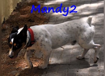 Mandy2 geb. 05/2024 (ESP) - fröhlicher, kleiner Jack Russel Terrier - Bodeguero Mix Rüde!