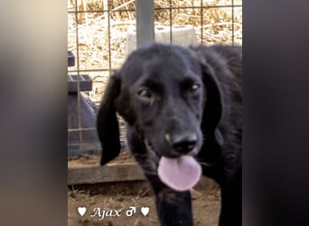 Timmy, Adam und Ajax suchen ein Zuhause