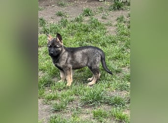 Deutsche Schäferhund Welpen