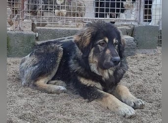 Aramis ❤️ liebevoll aufgeweckter Jungrüde