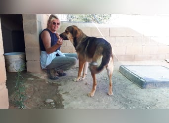 SIBILO - treuer Hundemann
