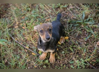Chip 269814: Hundekind sucht ein Zuhause