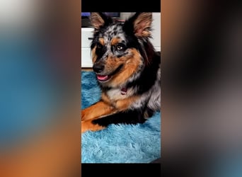 Wurfankündigung Australian shepherd welpen Mitte Mai