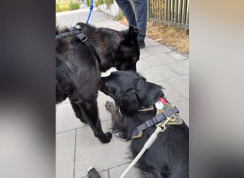 Freundlicher ELVIS möchte dich um seine hübschen Pfoten wickeln