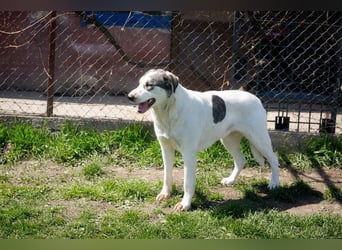 FLY - die nette und aufgeschlossene Hündin liebt Menschen und andere Hunde
