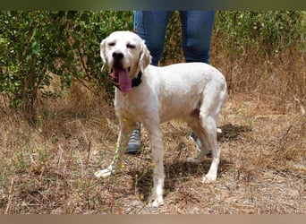 Marcel,  Setter-Mix, lieb und sozial
