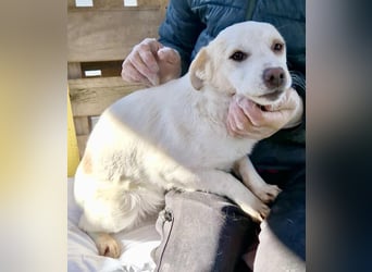Carlotta - goldiges Hundekind