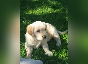 Golden retriever welpen mit Ahnentafel