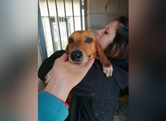 Durbans – raus aus dem Tierheim und eine Heimat finden…...