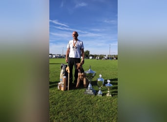 Typvolle Airedale Terrier Welpen aus Leistungszucht VDH/KfT