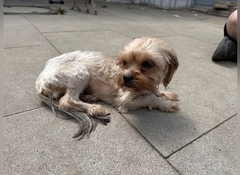 Ronja, Yorkshiremix, geb, 7/ 2024, schüchterne Junghündin su. ruhiges Zuhause