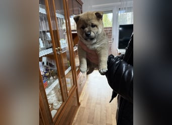 Shiba Inu welpen