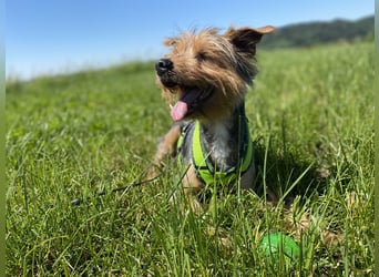 Coco, aktiv und katzenfreundlich