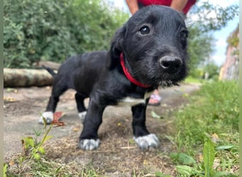 Aliz, geboren 16.03.2025, 22cm sucht ihre Menschen