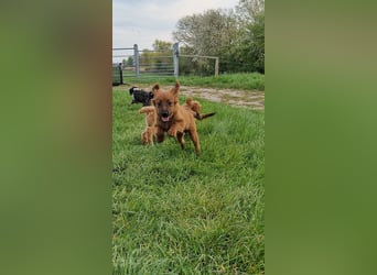 Miniature Aussiedoodle Welpen