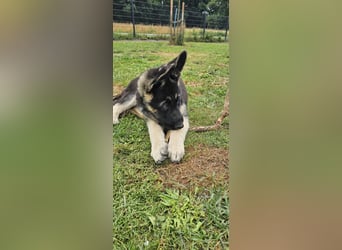 Osteuropäische Schäferhund Welpen