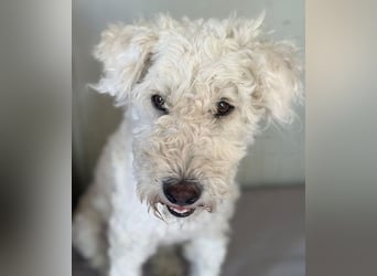 ❤️ zarte Hundeseele LUNA - 3,5 Jahre, 45cm - Puli-Mix