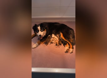 Mini/Miniature Australian Shepherd Welpen mit Papiere
