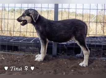 Teddy und seine Geschwister suchen ab September ein Zuhause