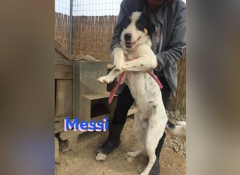 Messi, 01/23 - sportlicher Kumpel sucht seine Menschen