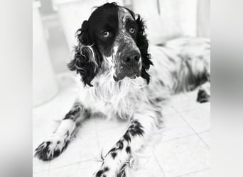 Lord  - ein ruhiger, wunderbarer Setter sucht sein liebevolles Zuhause!